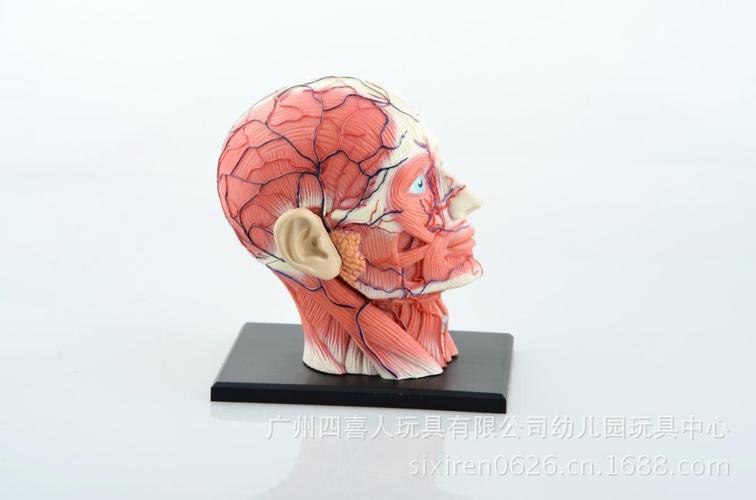 探索人体奥秘 4D Master人体拼装模型大脑在医药教学中的应用
